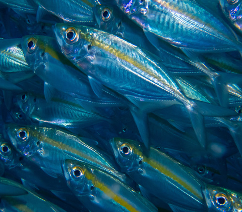 Eye of the sea (Selar boops) — Carangidae