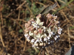 Asclepias glaucescens