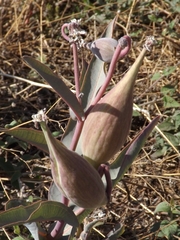 Asclepias glaucescens