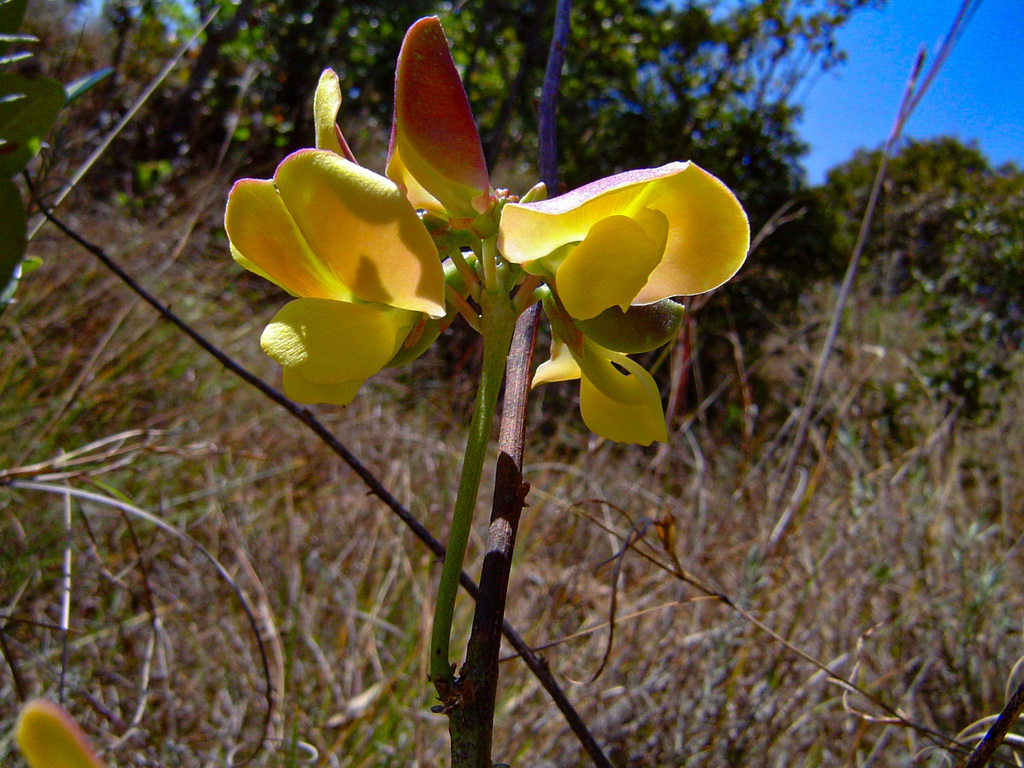 African Yam Bean from Cleveland Dam, Harare East, Harare, Zimbabwe on