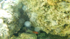 Apogon maculatus