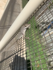 Anolis sagrei
