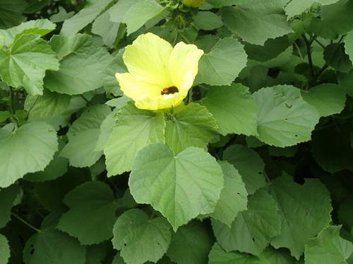 Image of Lemonyellow Rosemallow (Hibiscus calyphyllus) by (c) Mahomed Desai, some rights reserved (CC BY)