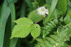 Rubus hirsutus