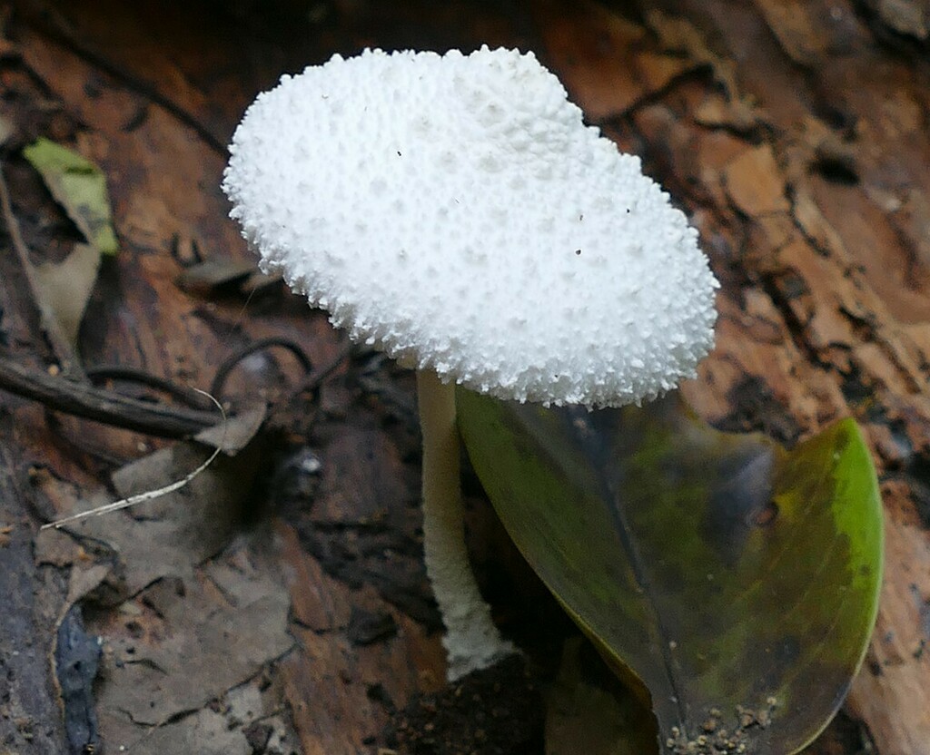 Leucocoprinus cretaceus · September 2019 · photo: © dieterschulten (iNaturalist, cc-by)