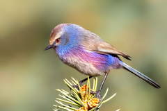 White-Browed Tit-Warbler photo 1