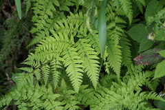 Dryopteris lacera