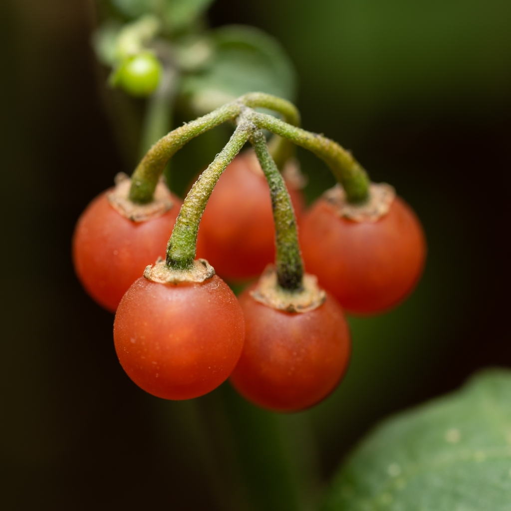 Solanum villosum — a medium houseplant, prefers full sun light