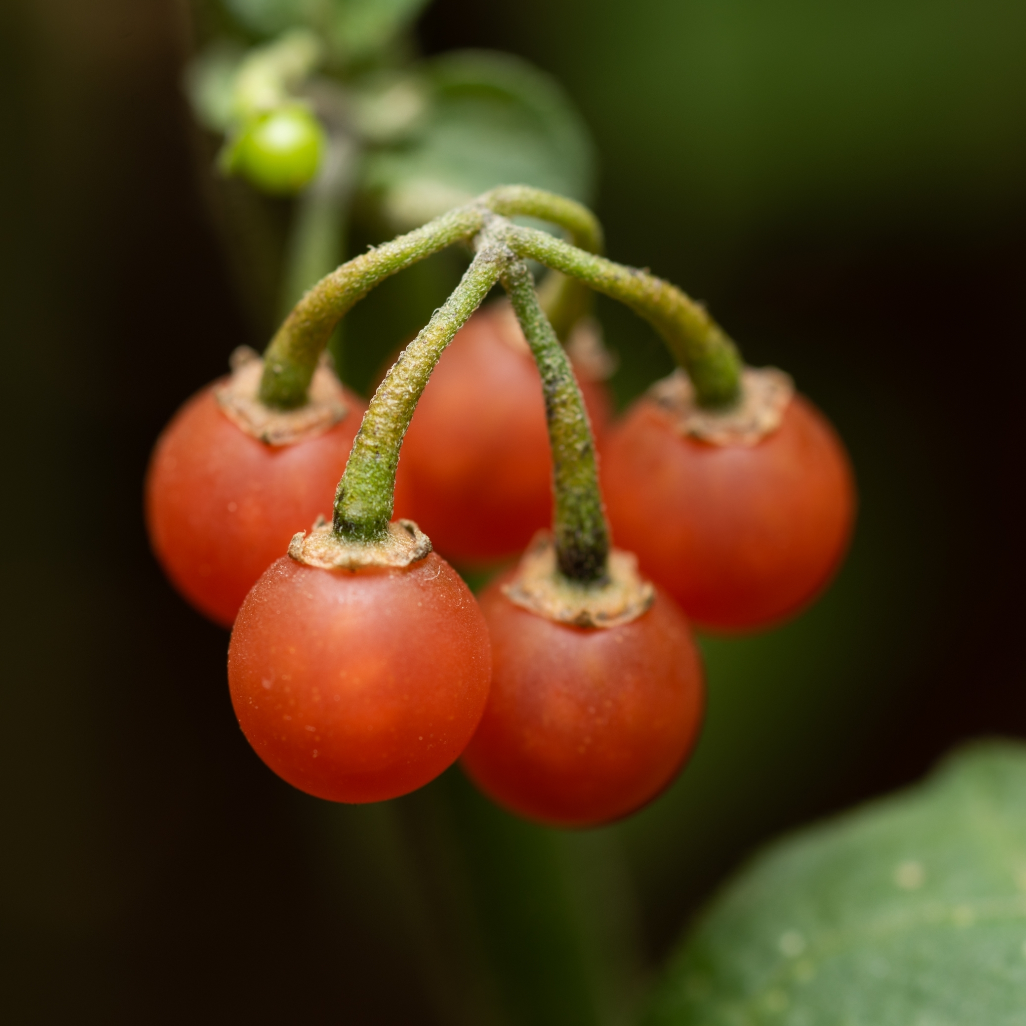 Solanum villosum