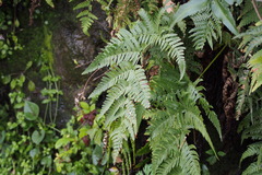 Dryopteris pacifica