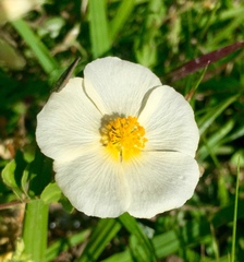 Wissadula glechomifolia
