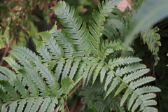 Dryopteris pacifica
