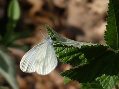 Dismorphiinae
