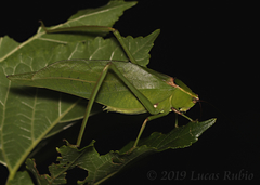 Stilpnochlora nanna
