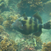 Stone Triggerfish - Photo (c) keesgroenendijk, some rights reserved (CC BY-SA)