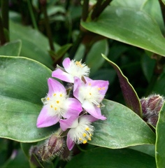 Tradescantia cerinthoides