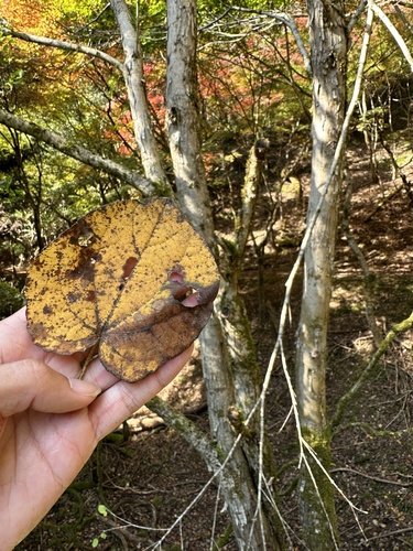 Cercidiphyllum japonicum
