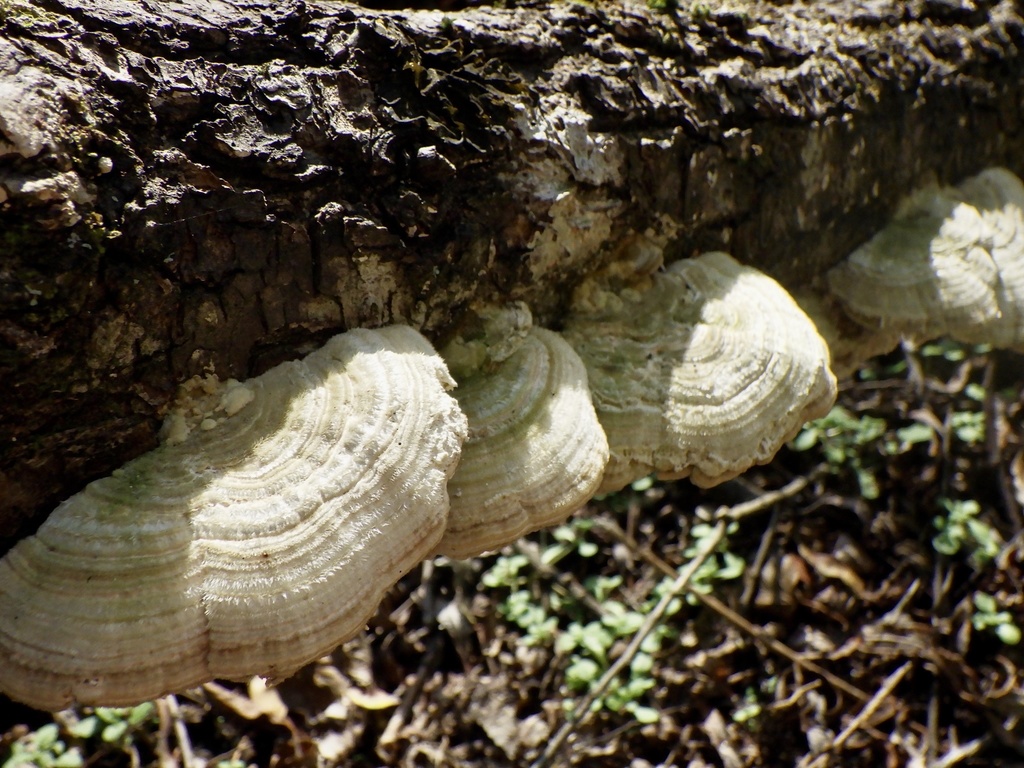 Trametes betulina · November 2023 · photo: © re_nebel (iNaturalist, cc-by)