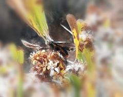 Metardaris cosinga