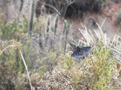 Metardaris cosinga
