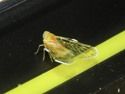 Saccharodite chrysonoe observed 2023-11-04