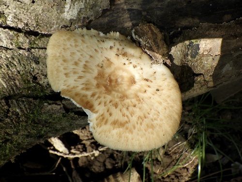 Polyporus tuberaster