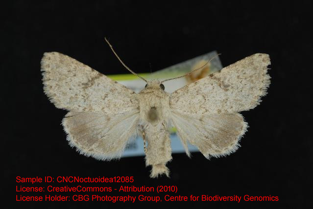 Scotogramma densa
