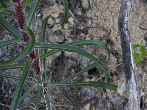 Image of Campanula speciosa by (c) Yves Bas, some rights reserved (CC BY)