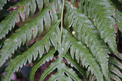 Woodwardia orientalis