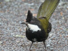 Eastern Whipbird photo 4