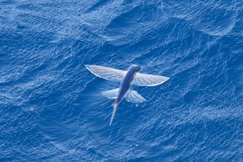 Atlantic Flyingfish