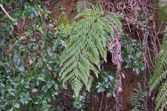 Woodwardia orientalis