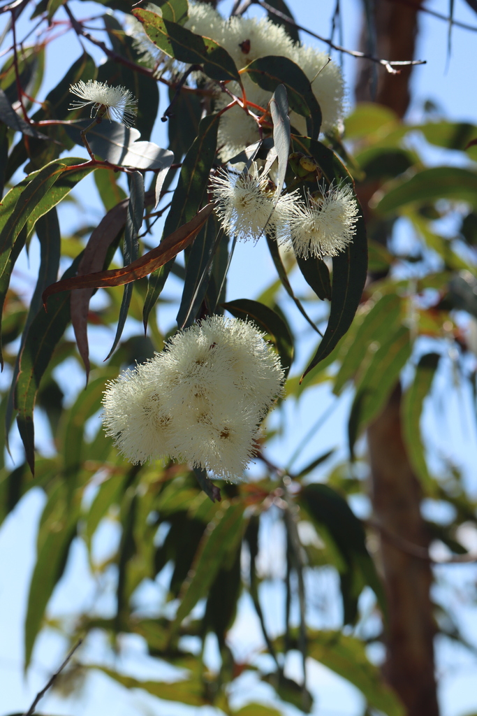 gum trees from Sydney NSW, Australia on October 9, 2023 at 03:12 PM by ...