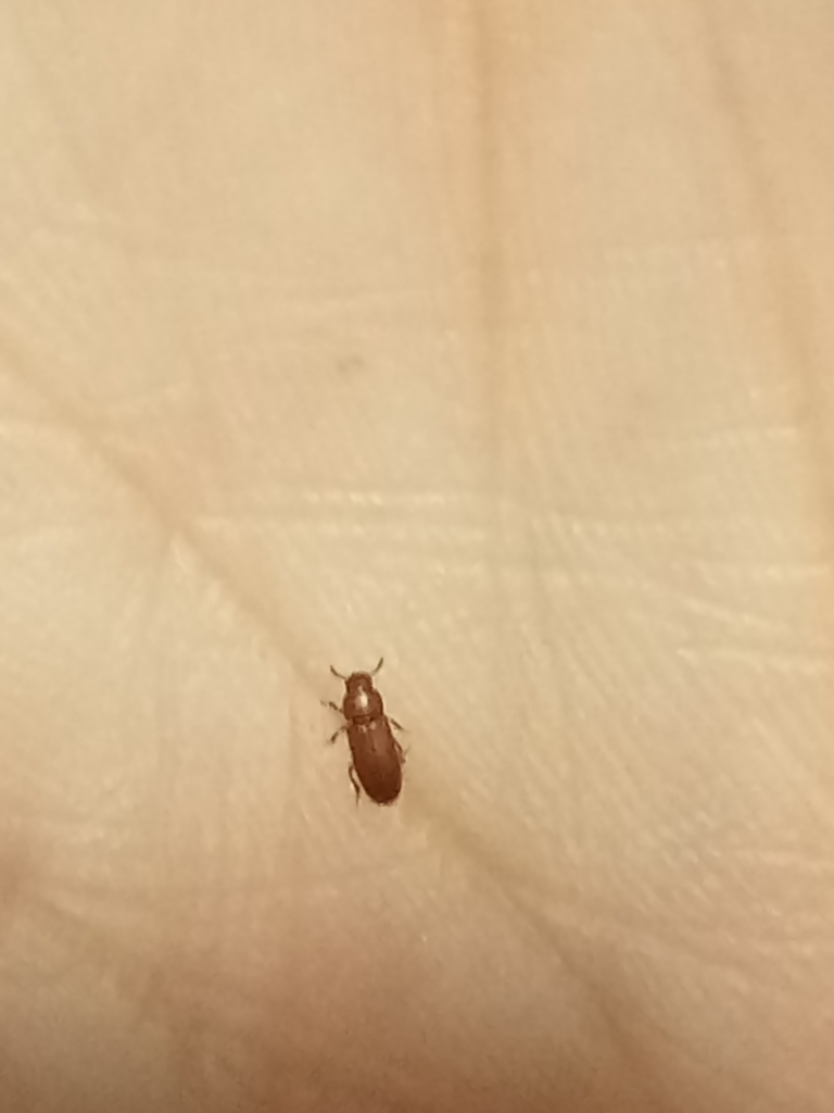 Rusty-red Flour-beetles from 06800 Mérida, Badajoz, España on November ...