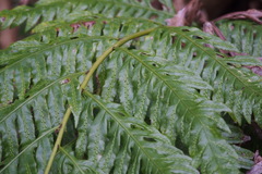 Woodwardia orientalis