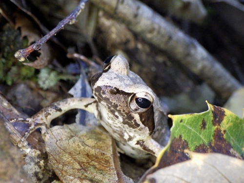 Tago's Brown Frog, Rana tagoi
