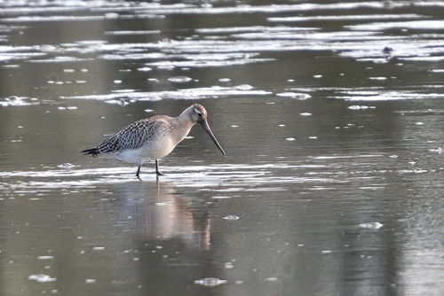 Aguja colipinta (Limosa lapponica)