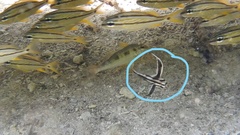Pareques acuminatus