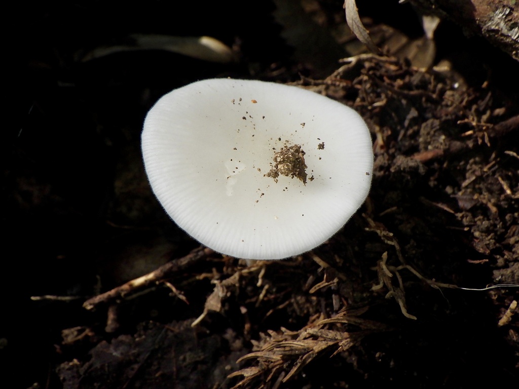 Strobilurus ohshimae · November 2023 · photo: © re_nebel (iNaturalist, cc-by)