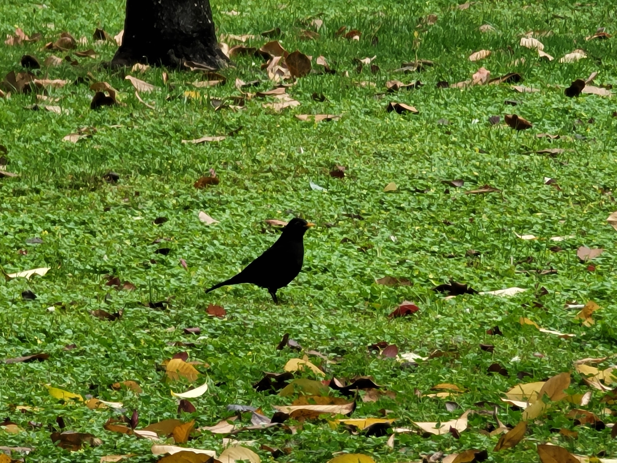 Chinese Blackbird