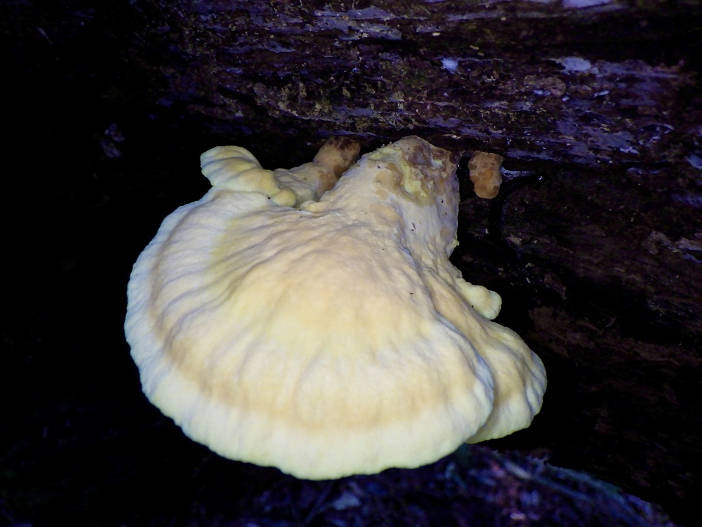 Laetiporus versisporus from 鹿原, 舞鶴市, 京都府, JP on November 5, 2023 at 10: ...