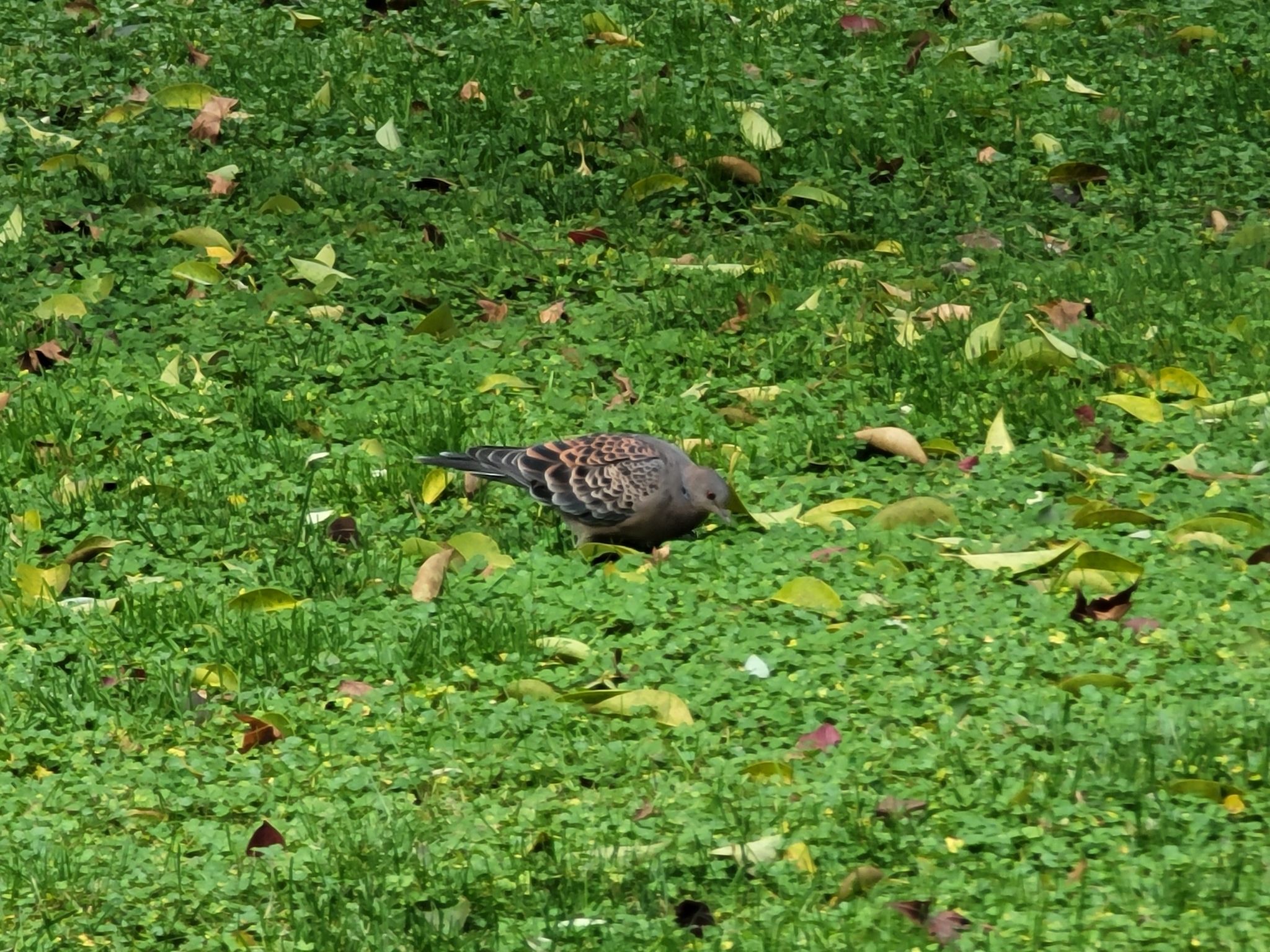Oriental Turtle Dove