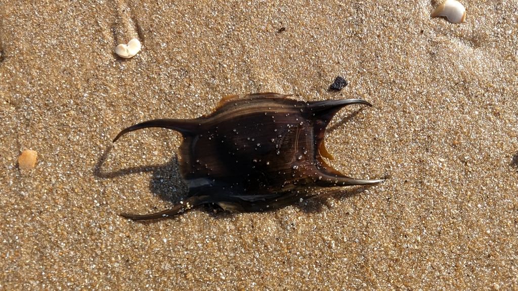 Thornback Skate in November 2023 by Nazarov Lev · iNaturalist United ...