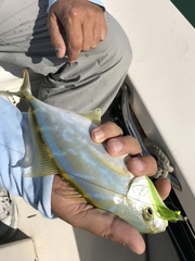 Caranx bartholomaei