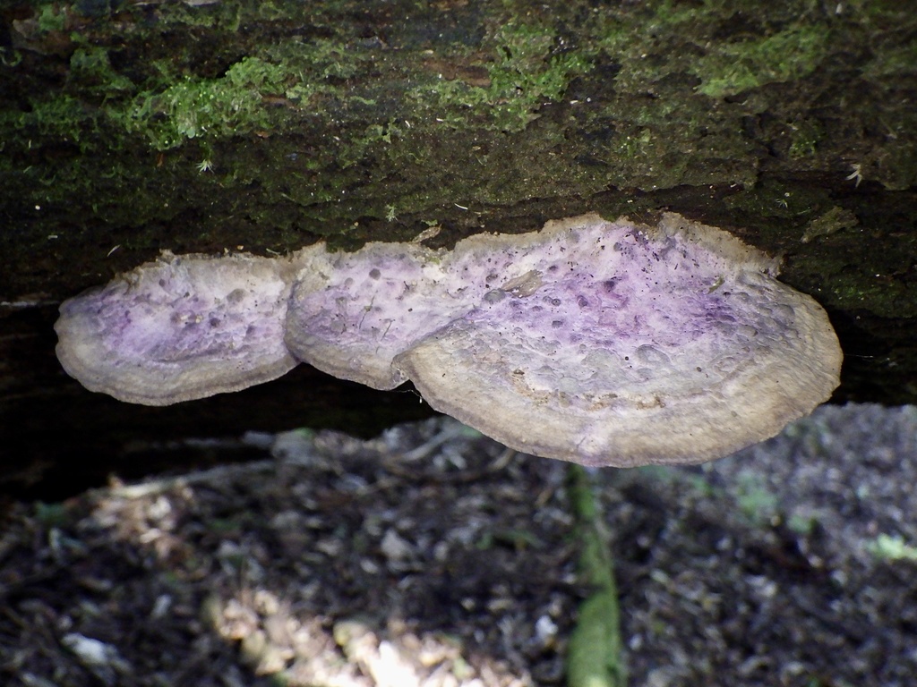 Fomitopsis dickinsii · November 2023 · photo: © re_nebel (iNaturalist, cc-by)