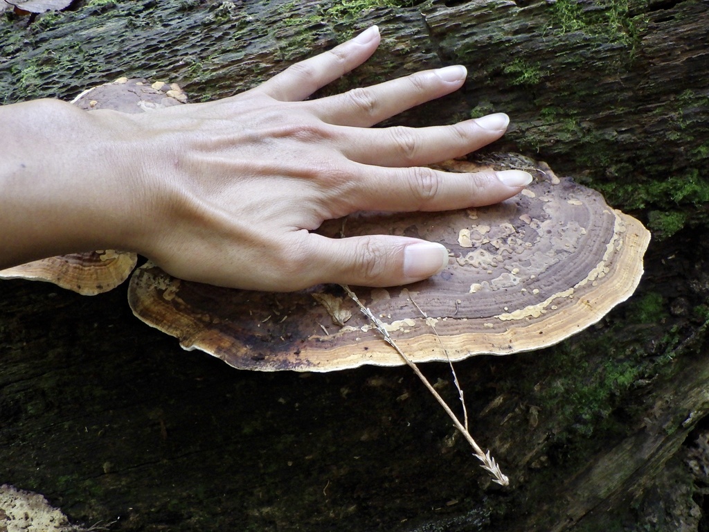 Fomitopsis dickinsii · November 2023 · photo: © re_nebel (iNaturalist, cc-by)