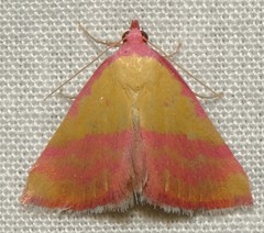 Phytometra rhodarialis