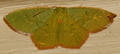 Thalera pistasciaria