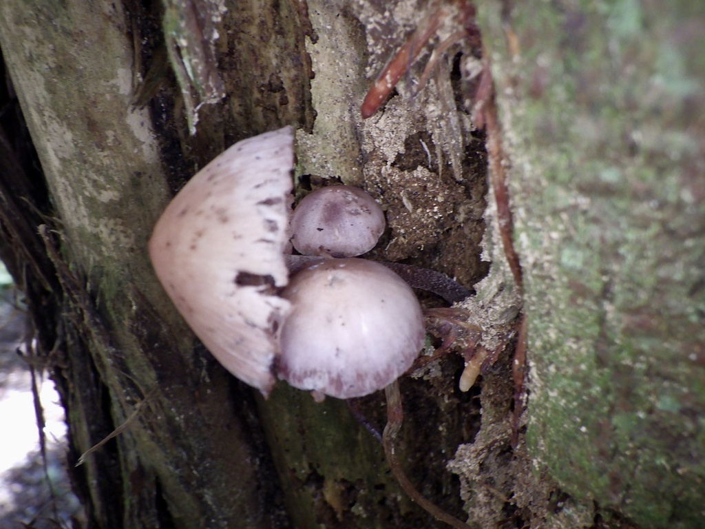 Mycena haematopus · November 2023 · photo: © re_nebel (iNaturalist, cc-by)