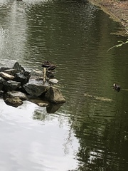 Dendrocygna autumnalis